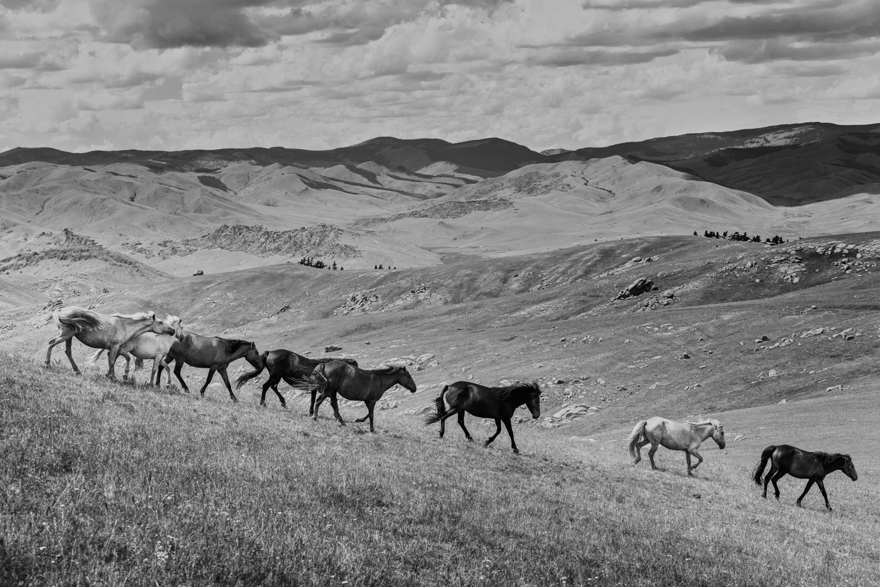 Mongolian Brumbies