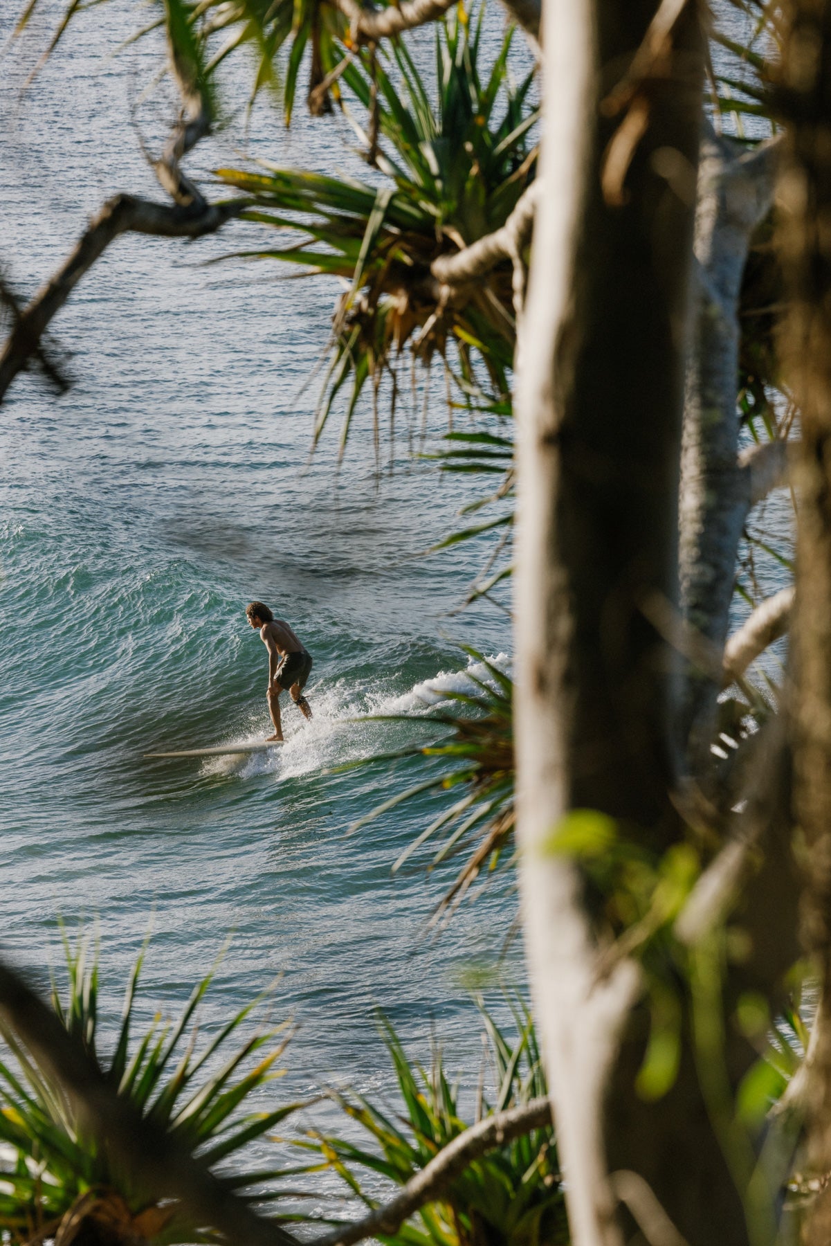 Framed by Pandanus