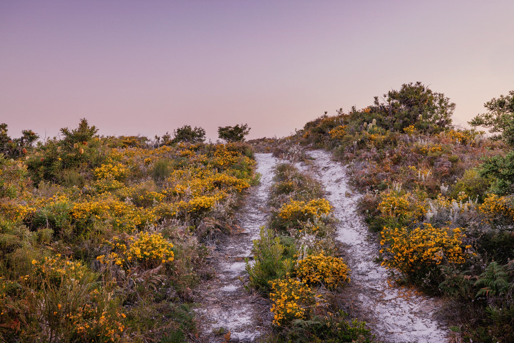 Wild Flowers at Dusk II