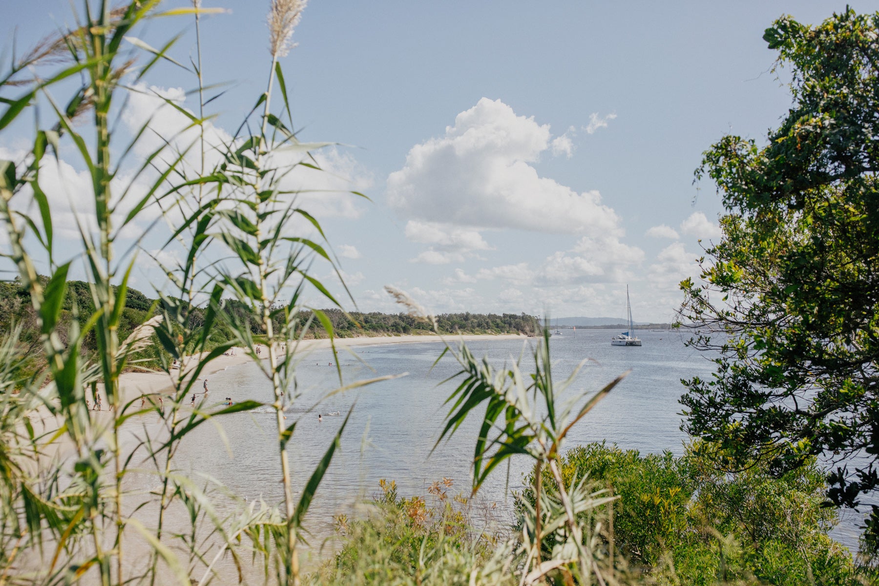 Through the Reeds