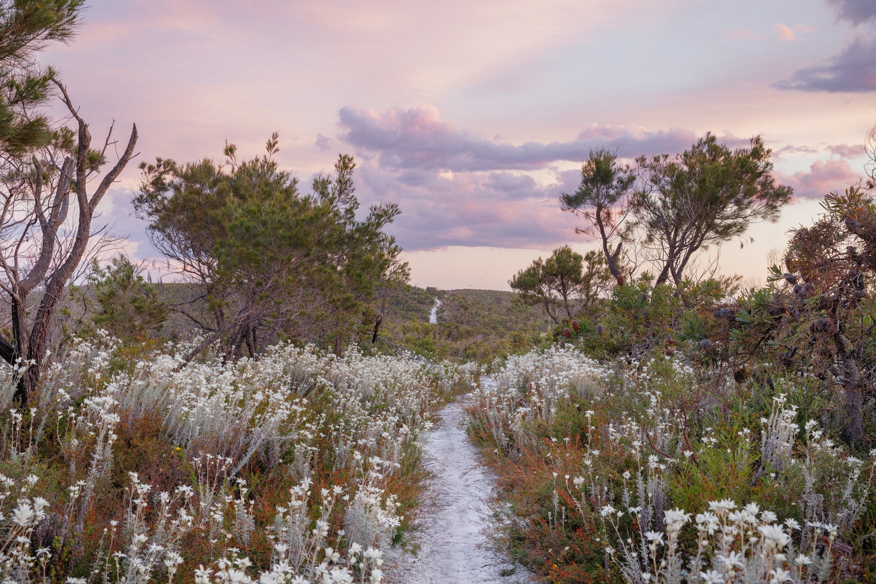 Wildflowers at Dusk III