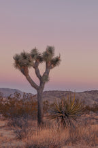 Joshua Tree IIII