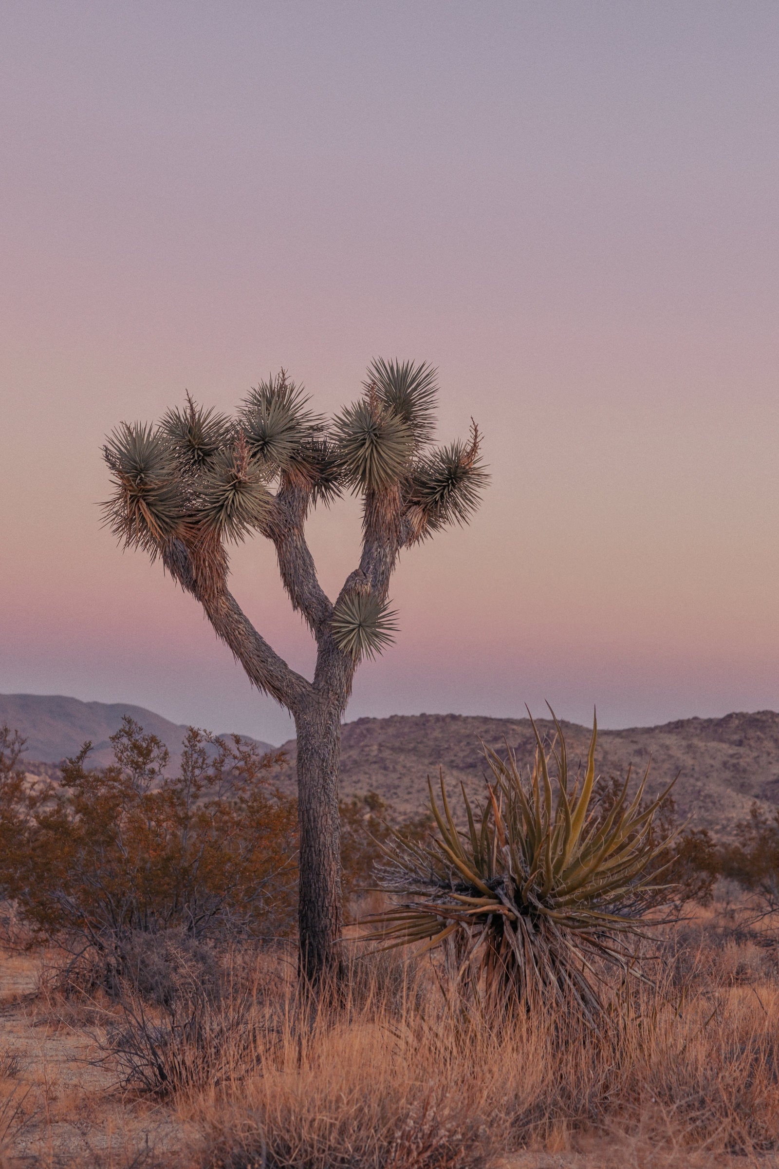 Joshua Tree IIII