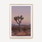 Joshua Tree IIII