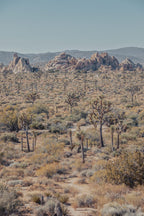 Joshua Tree I