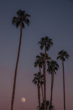 Palm Dusk