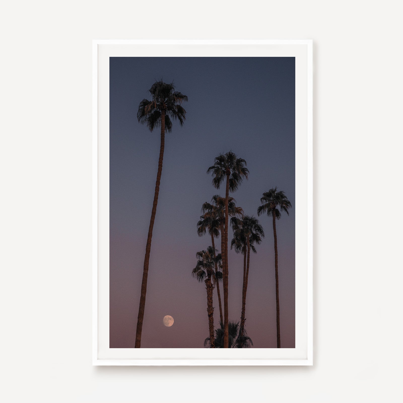 Palm Dusk
