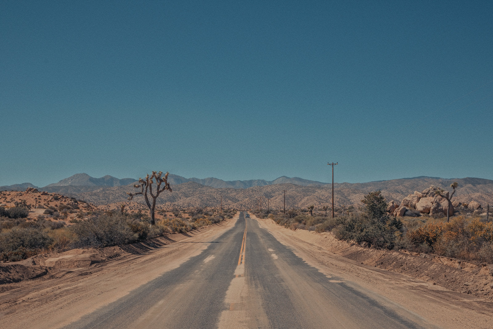 Road Tripping Joshua Tree II
