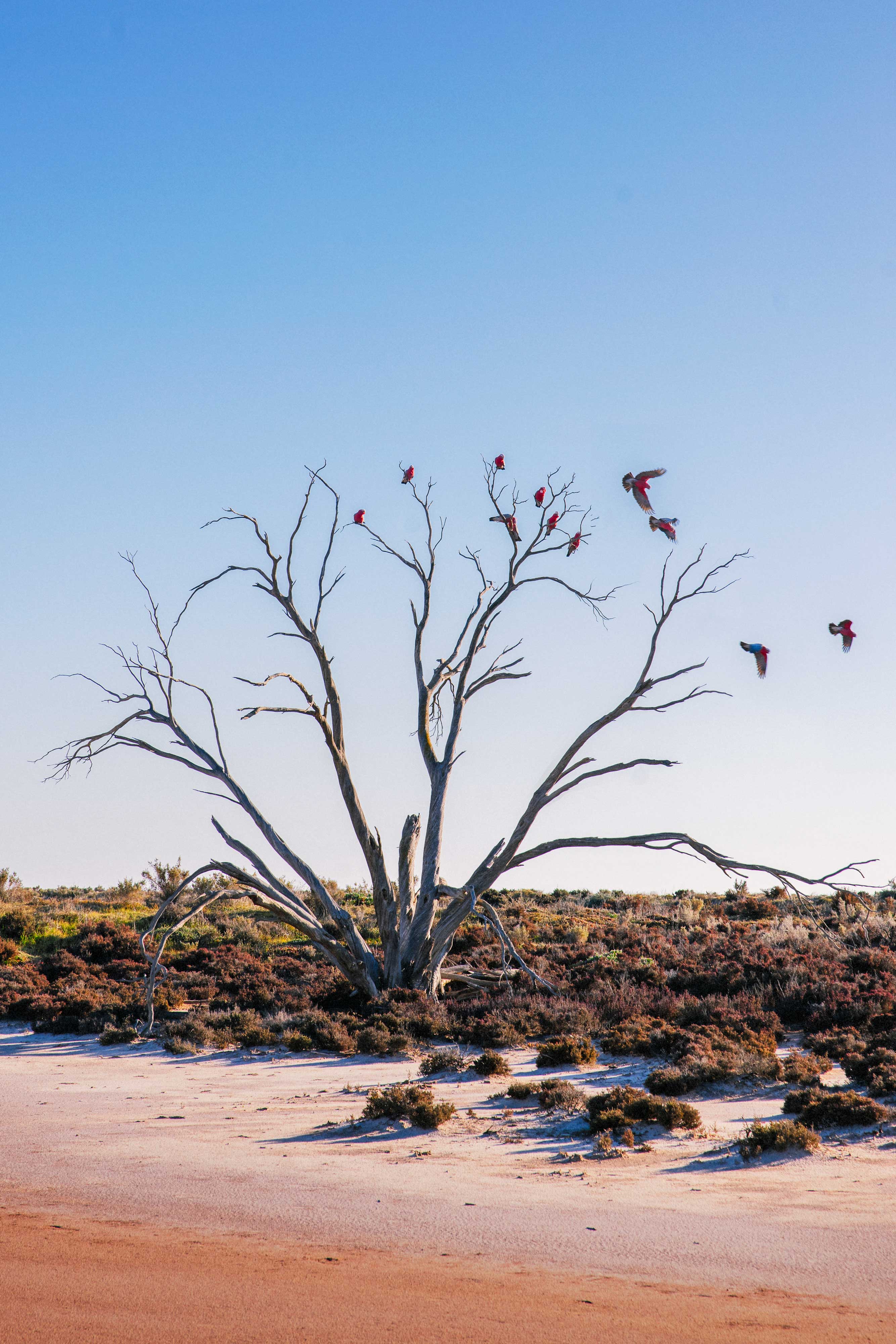 Rose Cockatoo