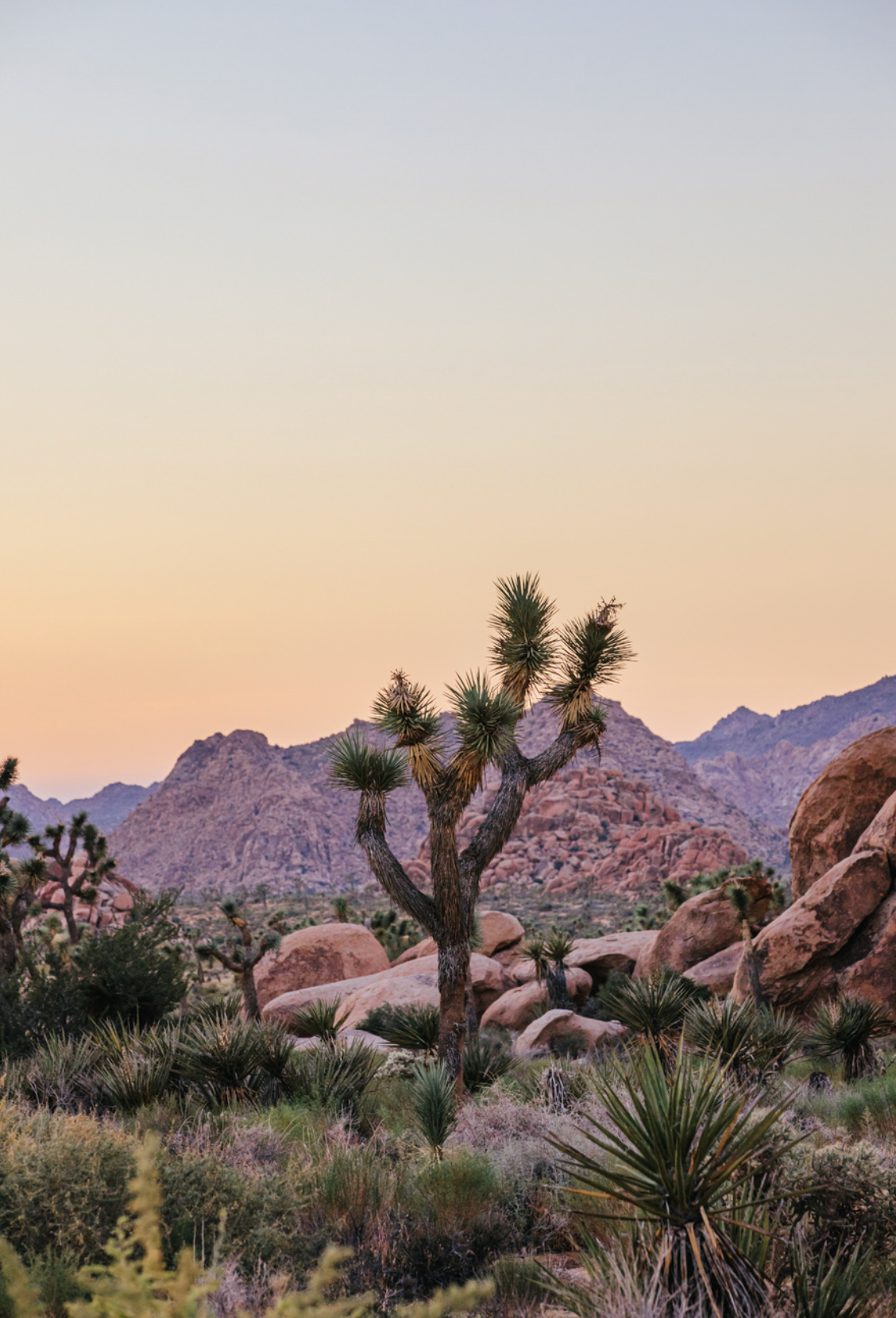 Joshua tree at dusk with pastel sky, rocky desert terrain, and native plants in foreground