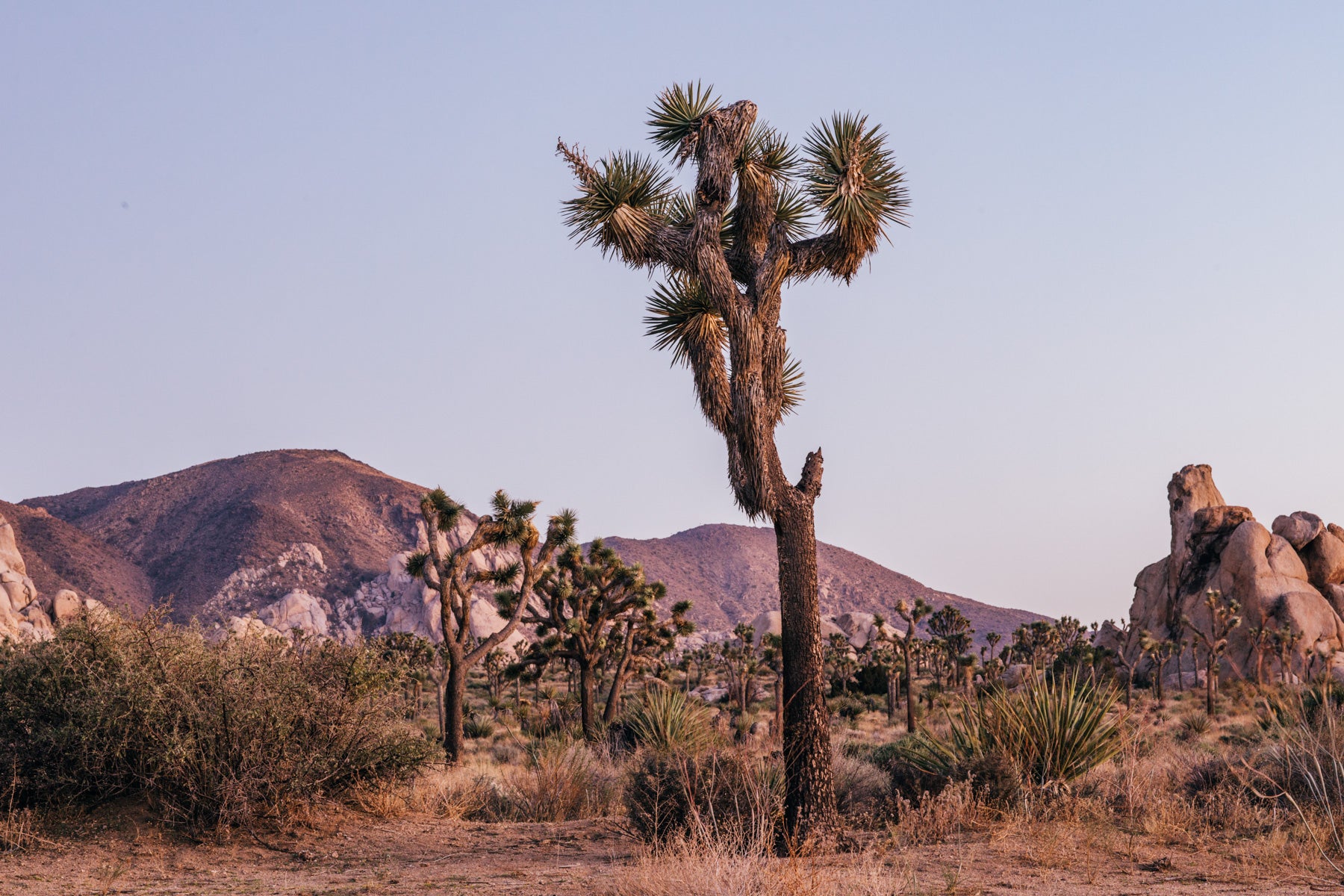 Joshua tree standing in desert landscape with rocks and twilight sky in Joshua Tree National Park