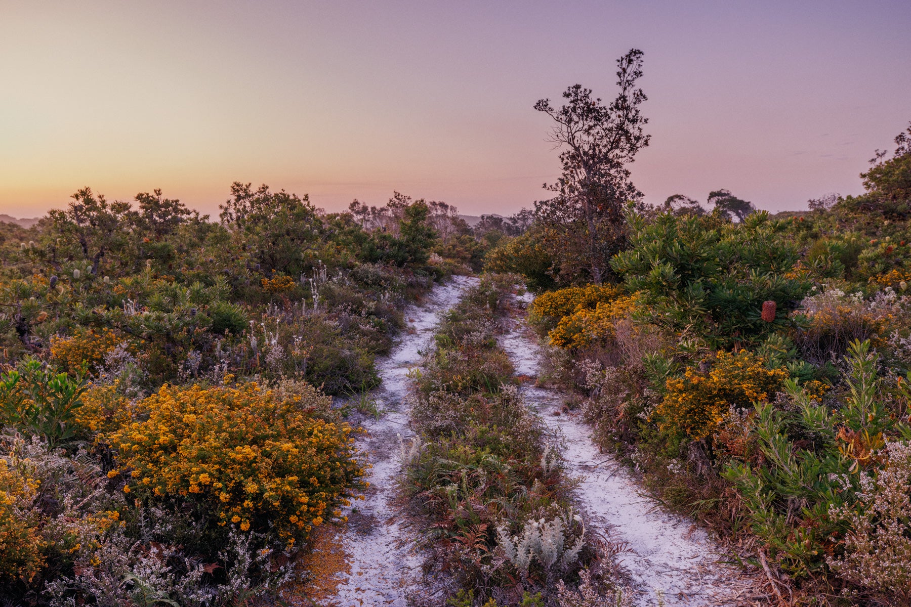 Sandy path through golden wildflowers and native Australian bush at dusk with soft purple sky