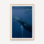 Humpback Whales