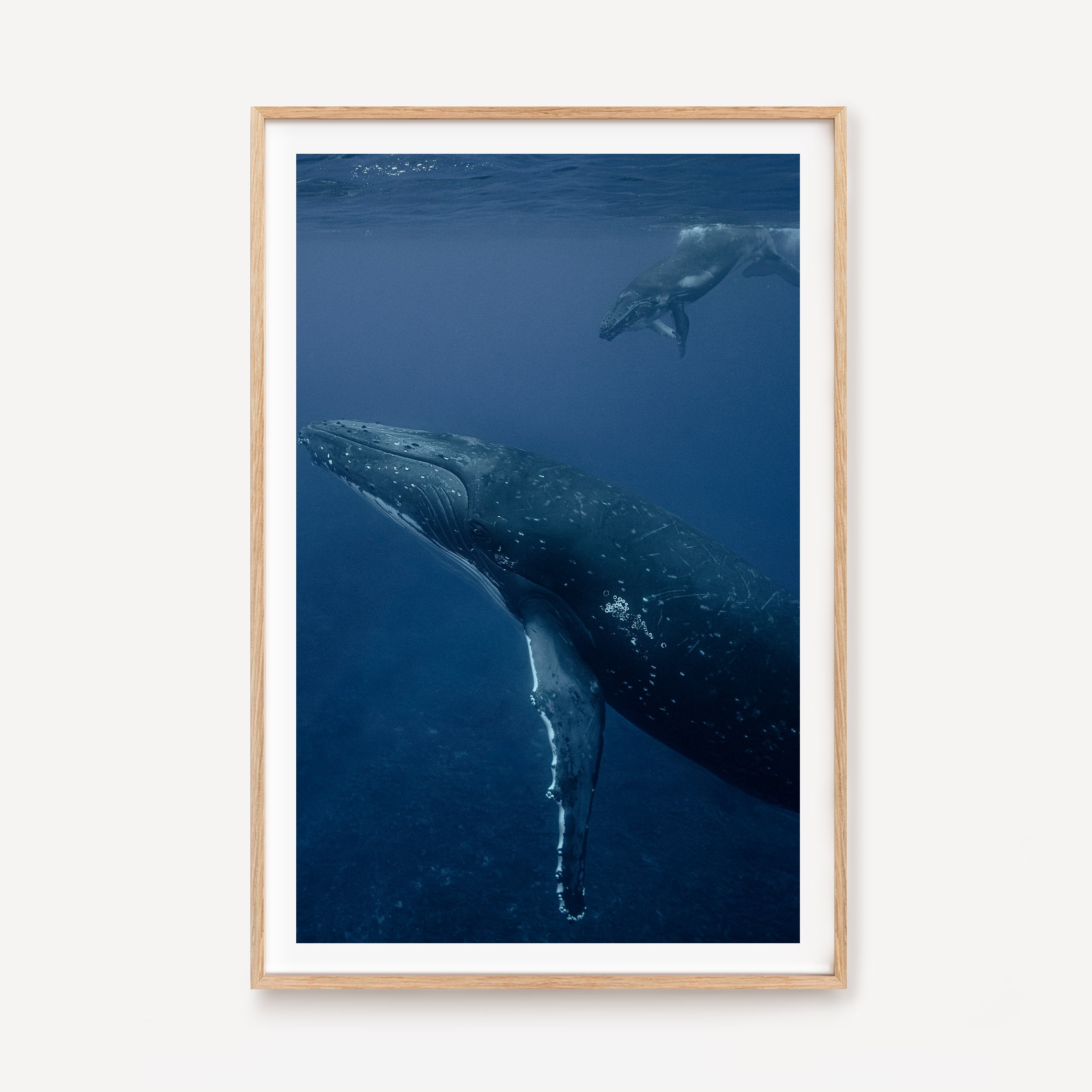Humpback Whales