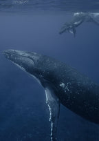 Humpback Whales