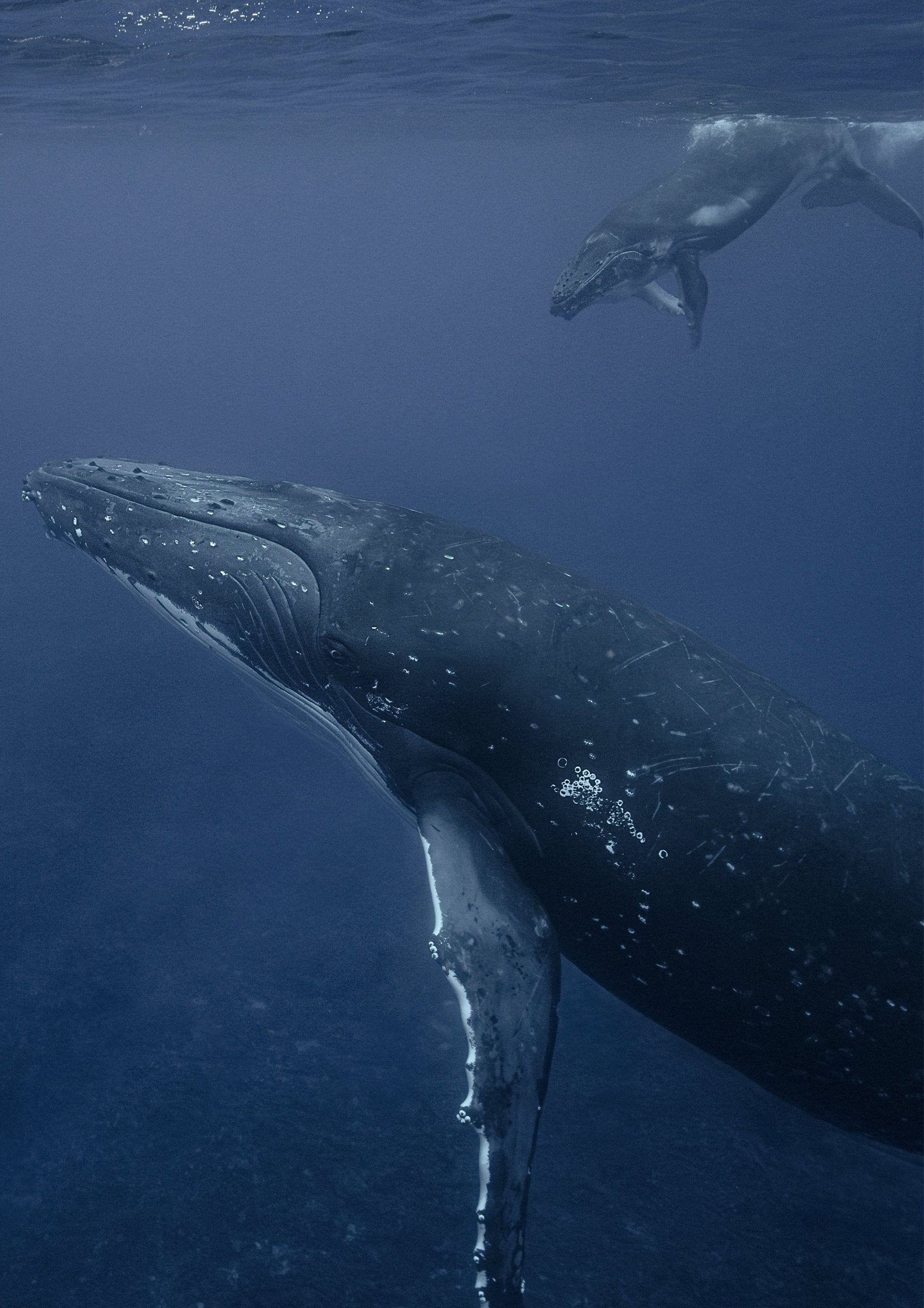 Humpback Whales