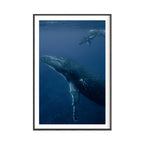 Humpback Whales